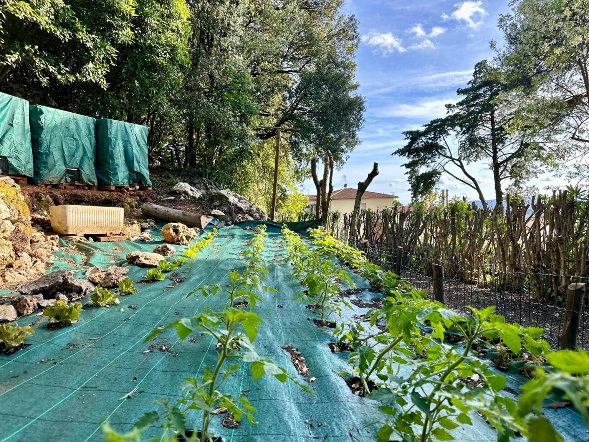 Villa Degli Ulivi ماسا ماريتيما المظهر الخارجي الصورة